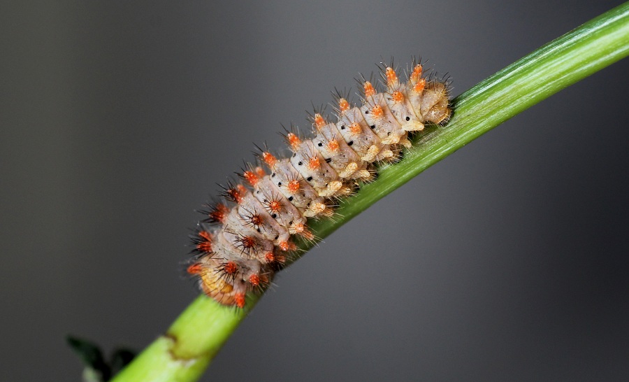 Da determinare - Zerynthia (Zerynthia) cassandra, Papilionidae
