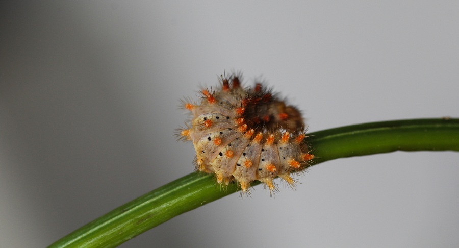 Da determinare - Zerynthia (Zerynthia) cassandra, Papilionidae