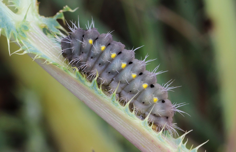 Da determinare - Zygaena (Mesembrynus) erythrus, Zygaenidae
