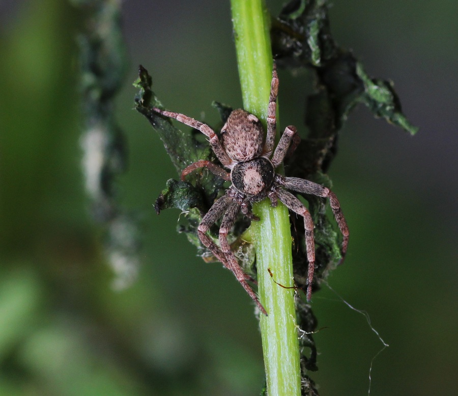 Philodromidae: cfr. Pulchellodromus bistigma - San Giovanni R. Gargano (FG)