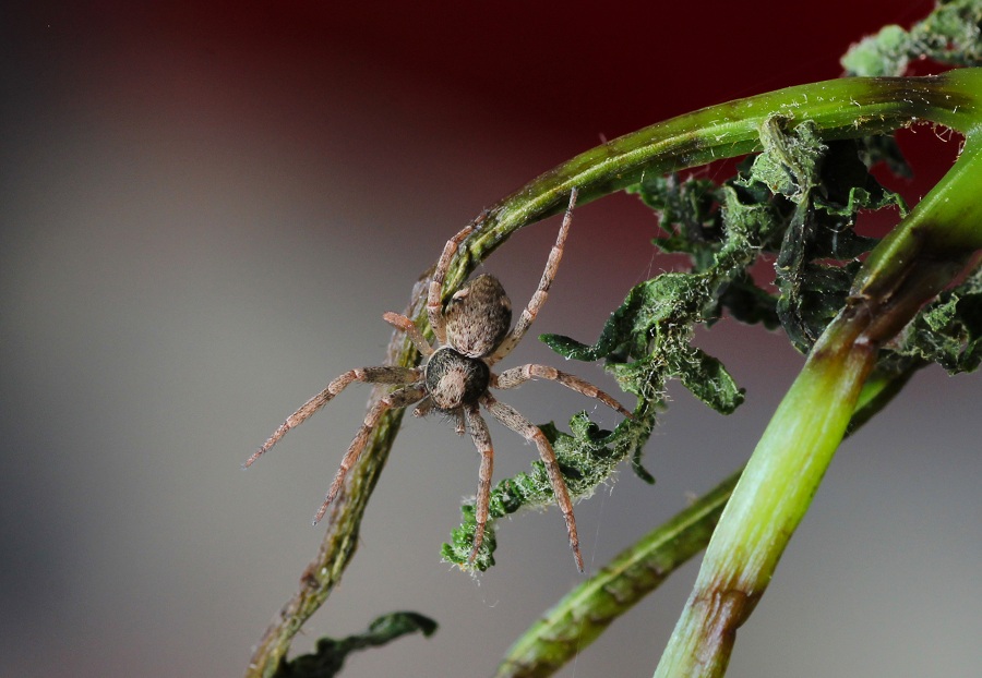 Philodromidae: cfr. Pulchellodromus bistigma - San Giovanni R. Gargano (FG)
