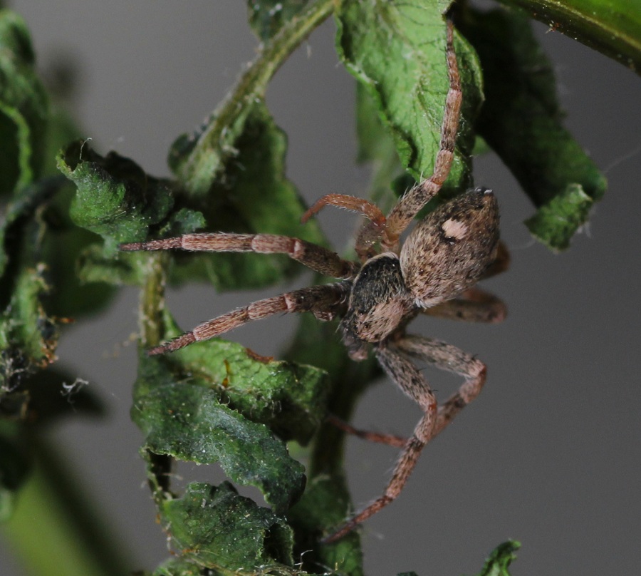Philodromidae: cfr. Pulchellodromus bistigma - San Giovanni R. Gargano (FG)