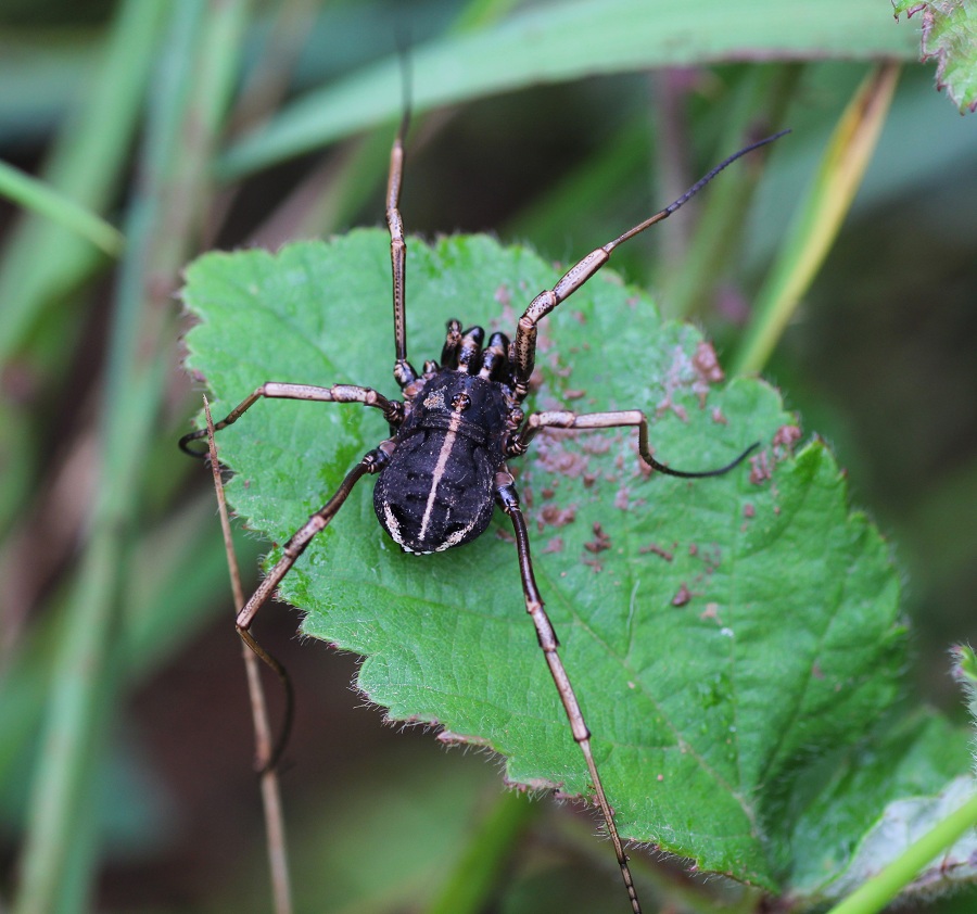 Phalangiidae: Zacheus crista?  S !