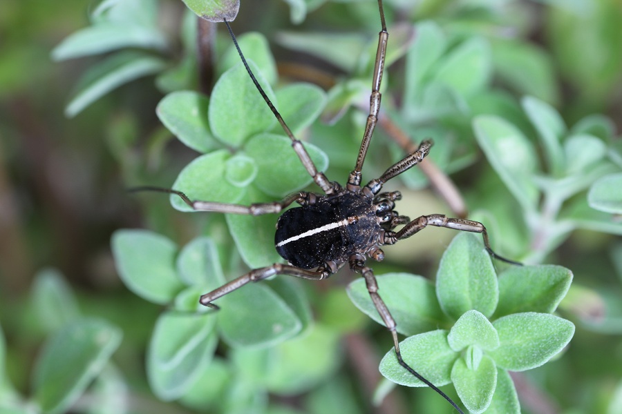 Phalangiidae: Zacheus crista?  S !