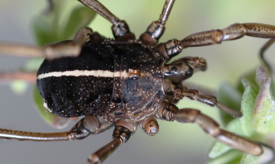 Phalangiidae: Zacheus crista?  S !