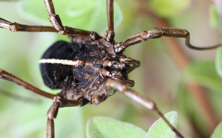 Phalangiidae: Zacheus crista?  S !