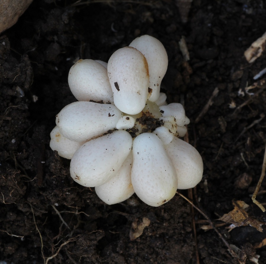 Biarum tenuifolium / Gigaro a foglie sottili