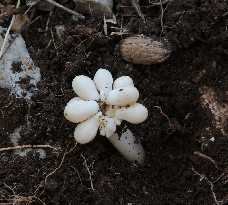 Biarum tenuifolium / Gigaro a foglie sottili