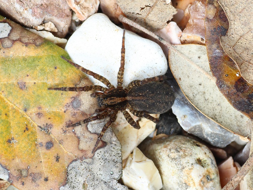 Trochosa sp.? S !  - Foresta Umbra (FG)