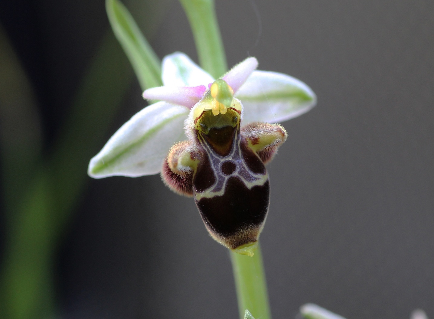 Ophrys mattinatae