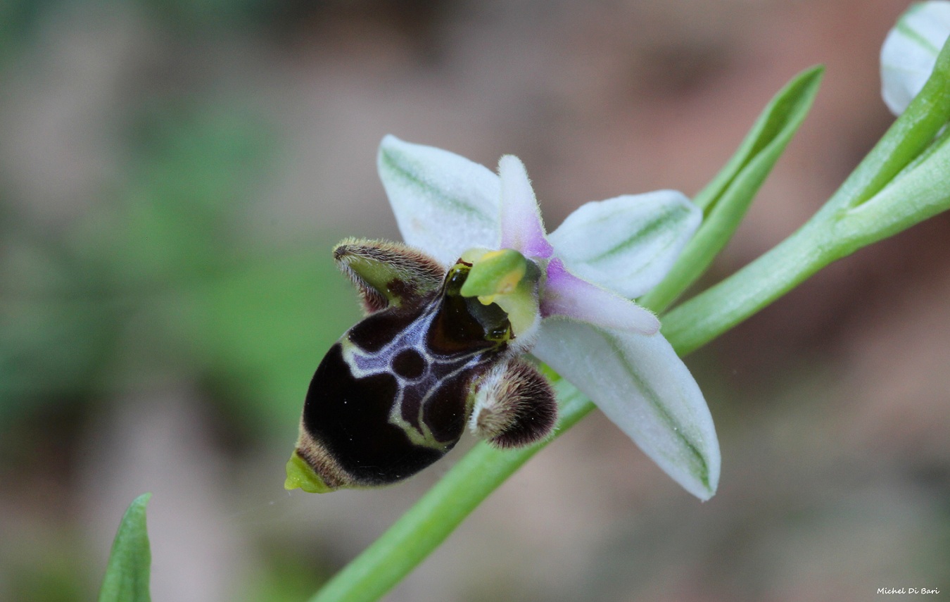 Ophrys mattinatae