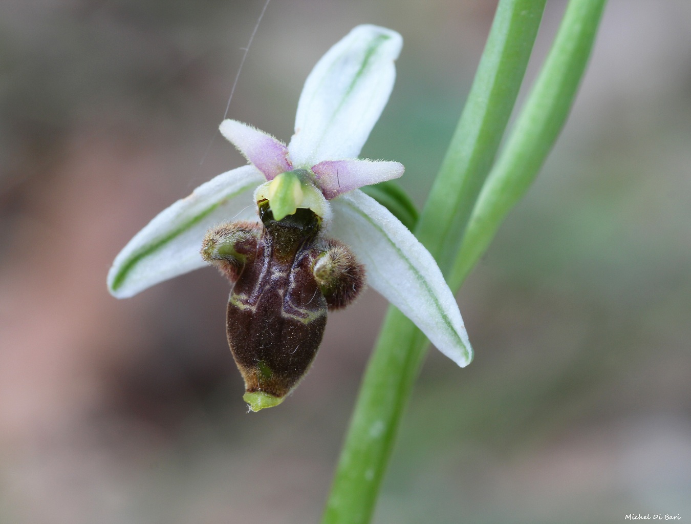 Ophrys mattinatae