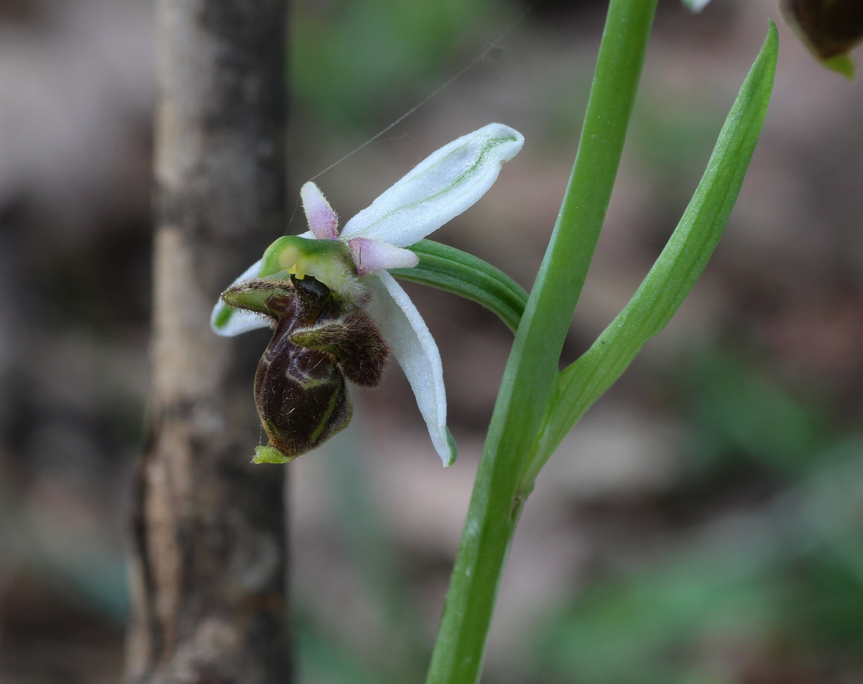 Ophrys mattinatae