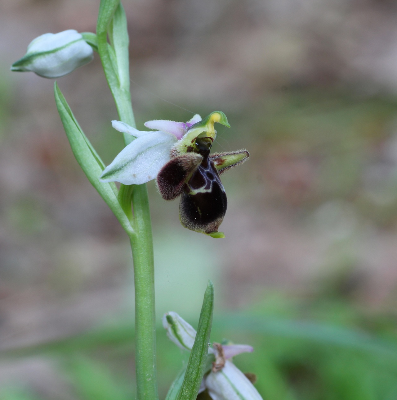 Ophrys mattinatae