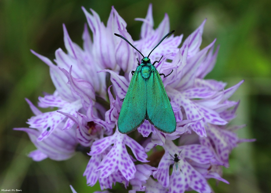 Da determinare - Adscita o Jordanita sp., Zygaenidae