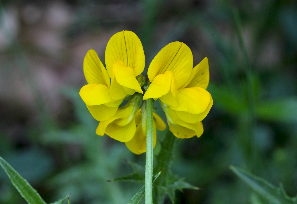 Hippocrepis comosa / Sferracavallo comune