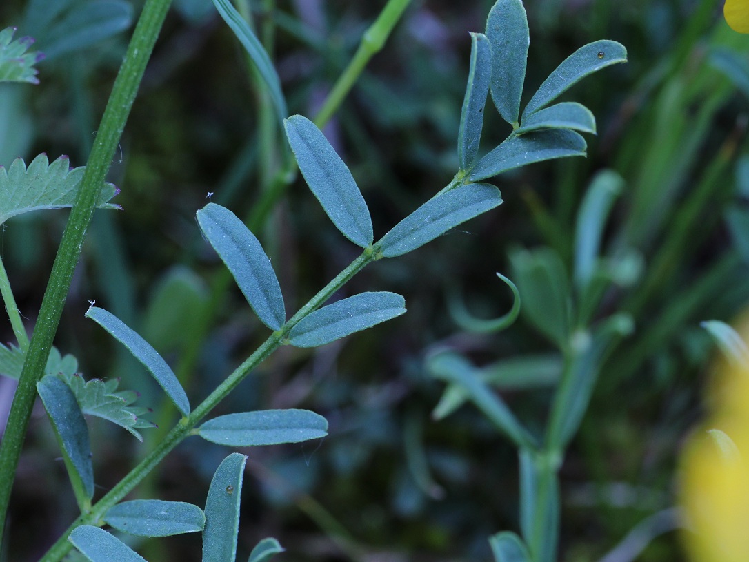 Hippocrepis comosa / Sferracavallo comune