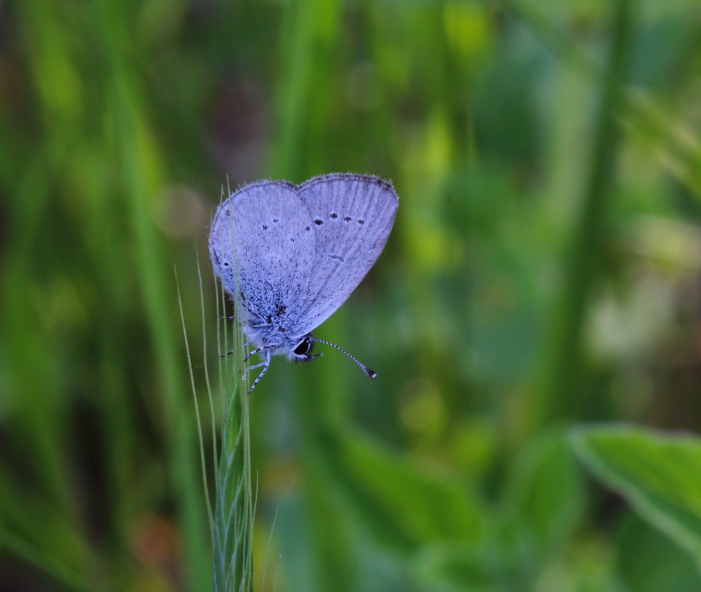 farfalla da id - Cupido minimus, Lycaenidae