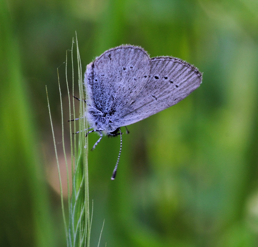farfalla da id - Cupido minimus, Lycaenidae