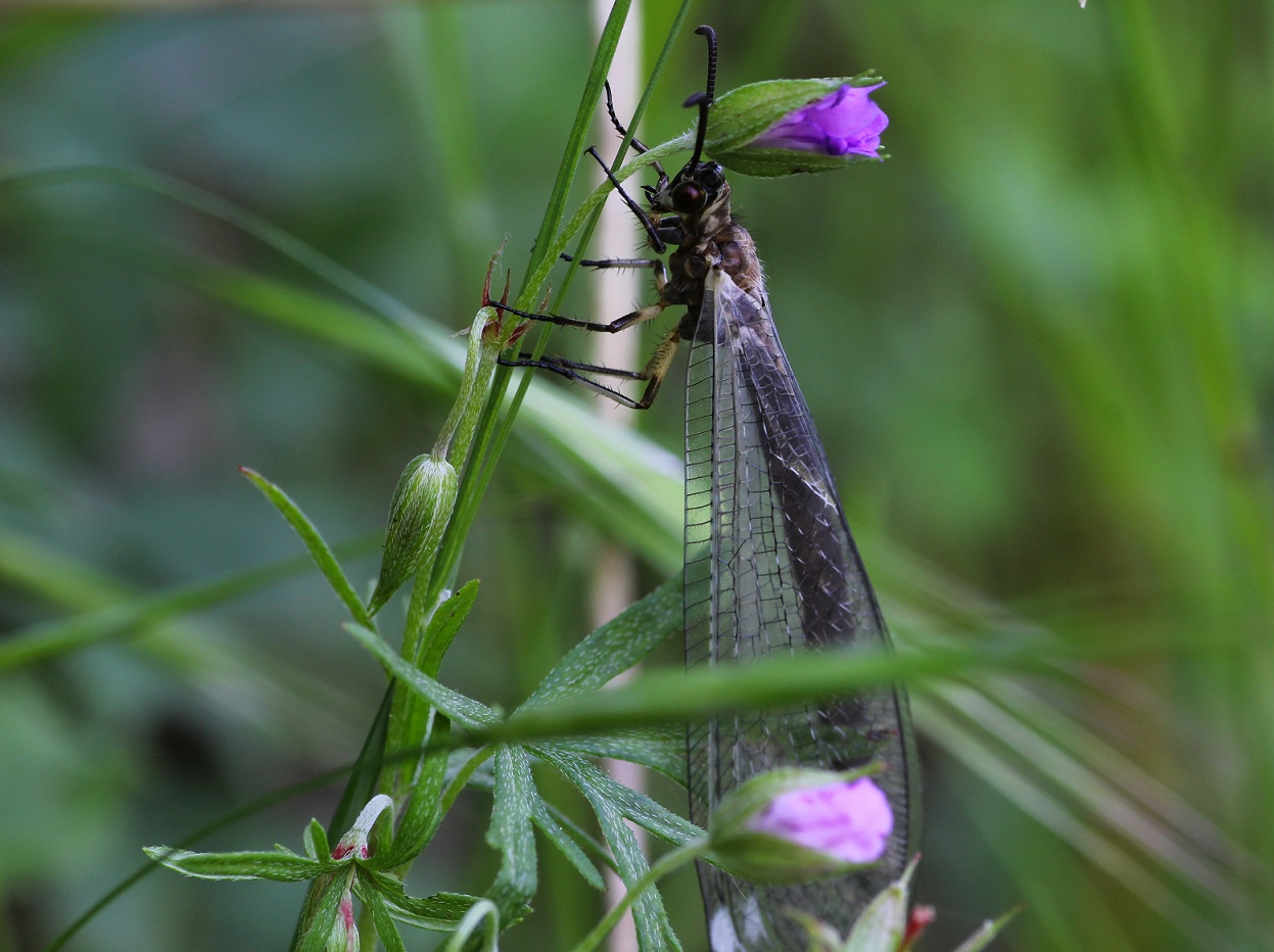 Euroleon nostras ?  No,  Myrmeleon formicarius (Myrmeleontidae)