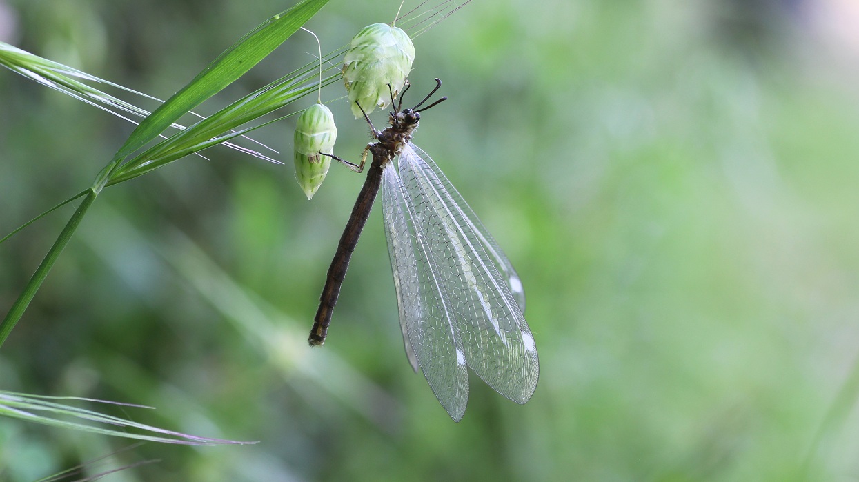 Euroleon nostras ?  No,  Myrmeleon formicarius (Myrmeleontidae)