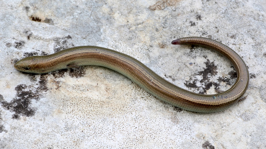 Luscengola ?  S !, Chalcides chalcides (Scincidae)