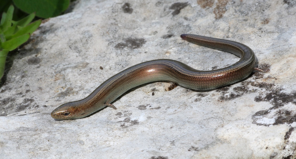 Luscengola ?  S !, Chalcides chalcides (Scincidae)