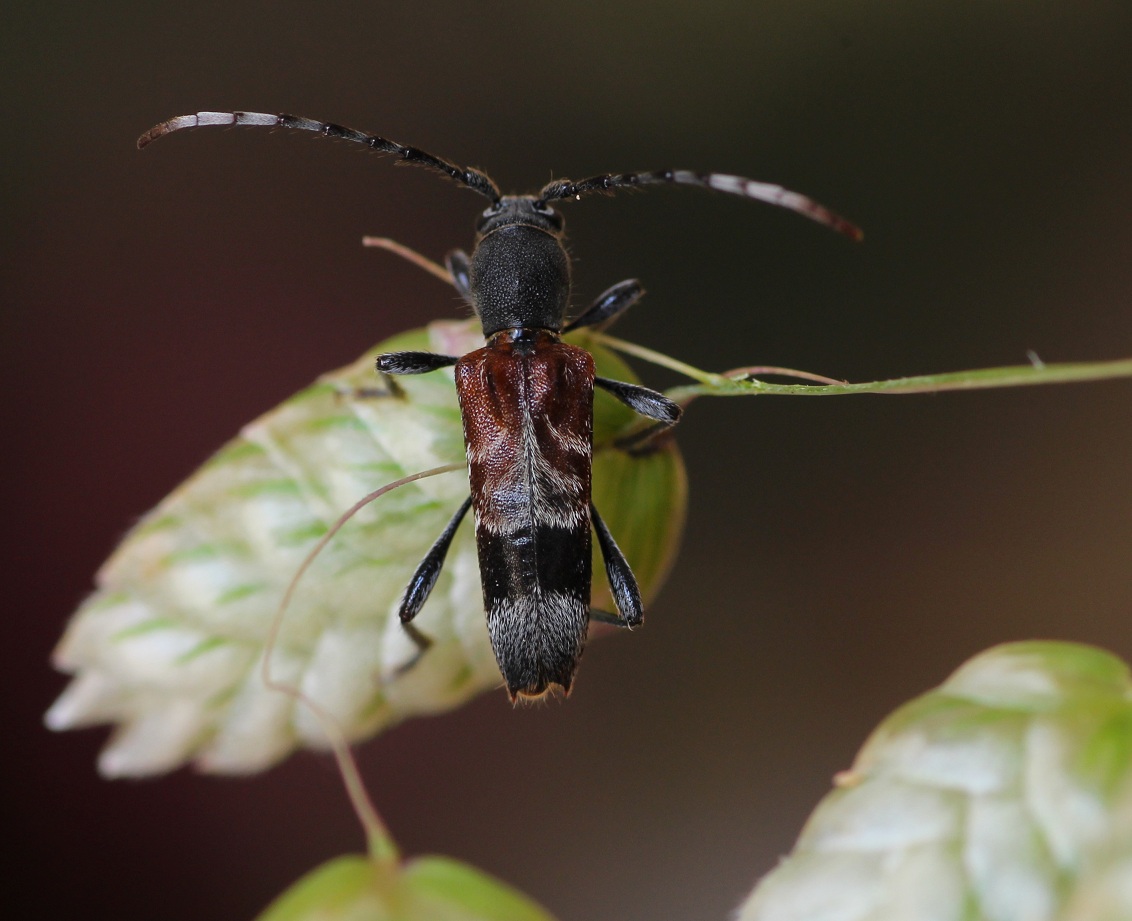 Anaglyptus gibbosus, Cerambycidae