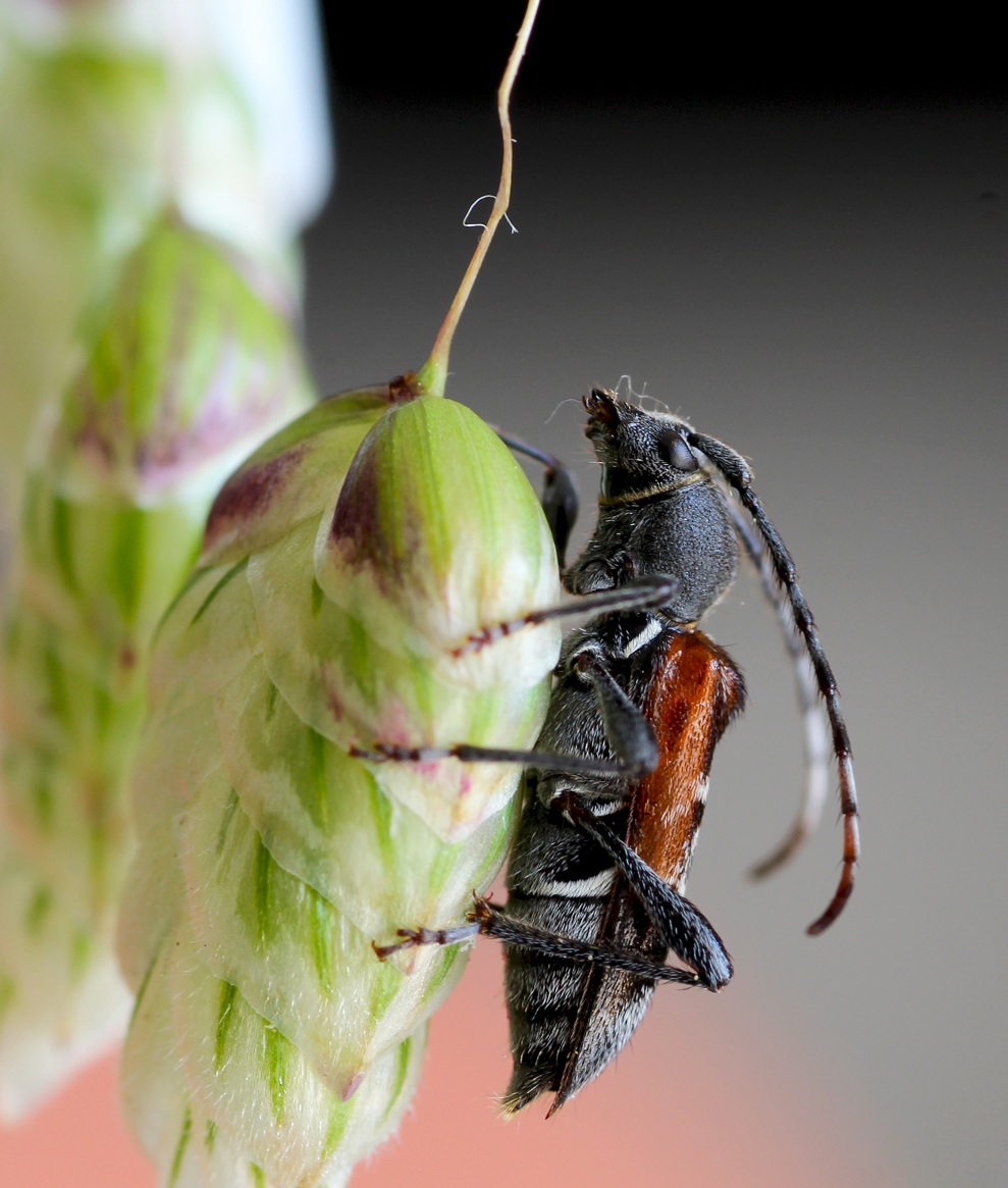 Anaglyptus gibbosus, Cerambycidae