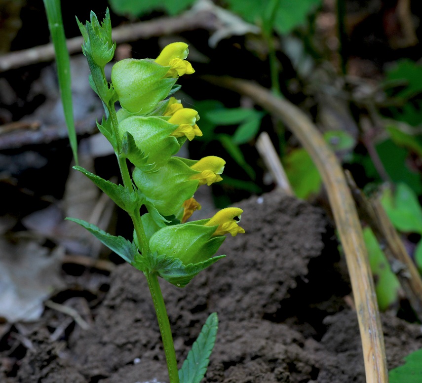 Rhinanthus minor / Cresta di gallo minore