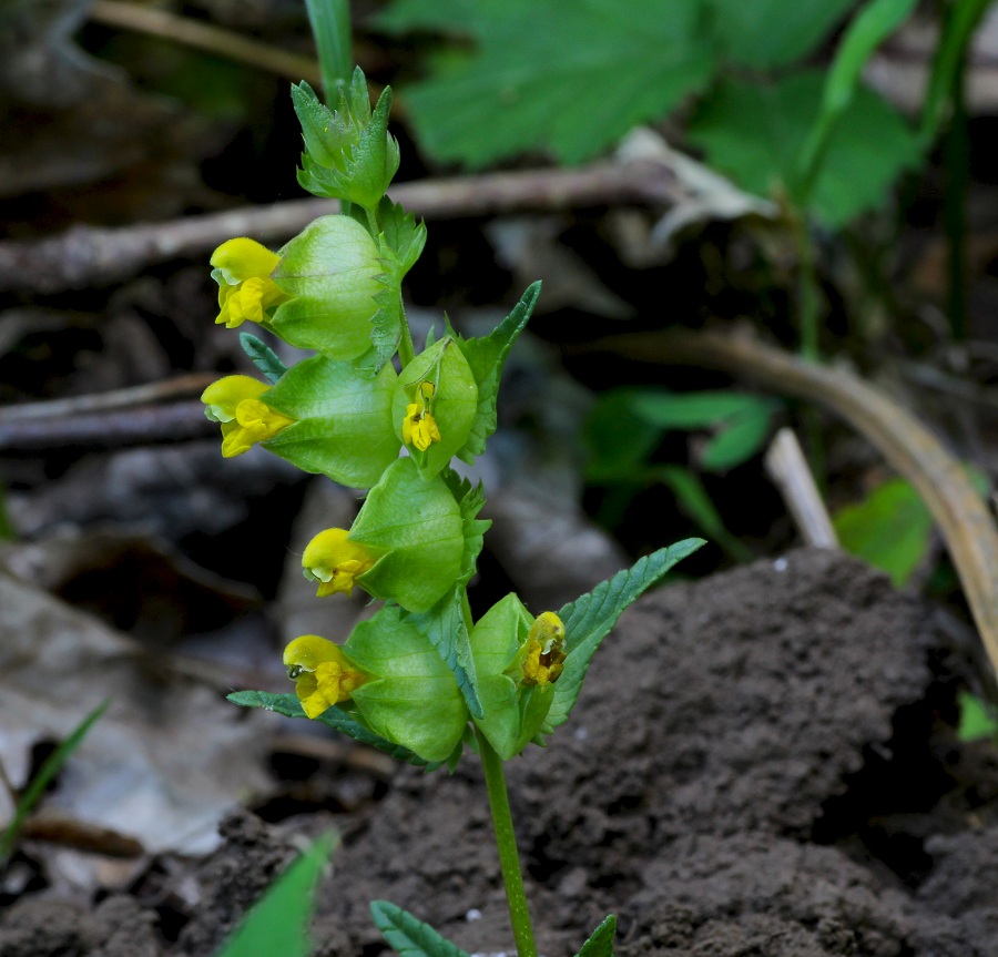 Rhinanthus minor / Cresta di gallo minore