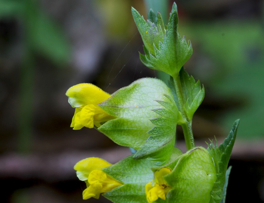 Rhinanthus minor / Cresta di gallo minore