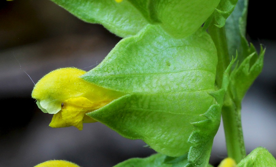 Rhinanthus minor / Cresta di gallo minore