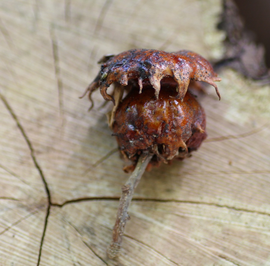 Galla di Andricus dentimitratus (Cynipidae)