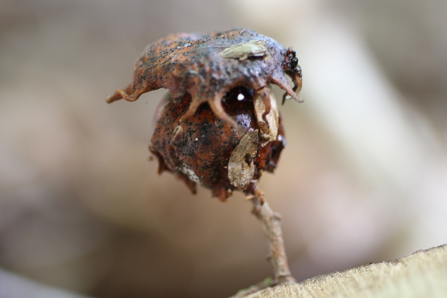 Galla di Andricus dentimitratus (Cynipidae)