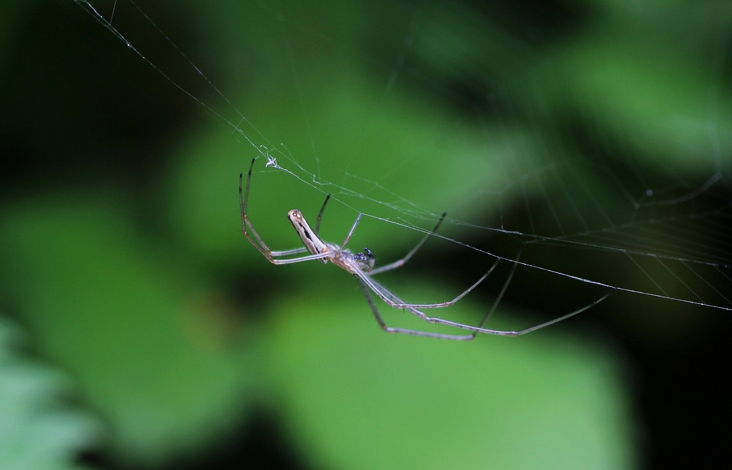Tetragnatha sp., maschio - Bosco Quarto Gargano (FG)