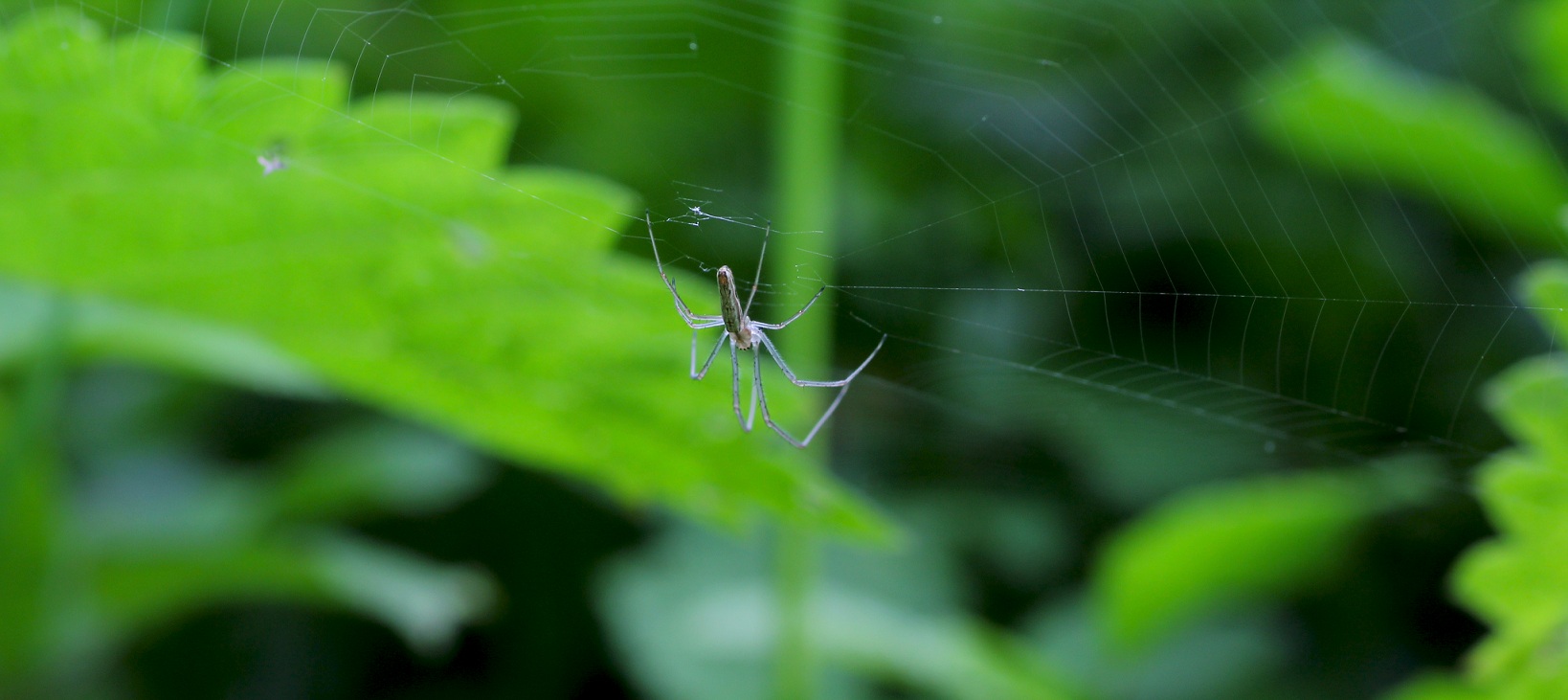 Tetragnatha sp., maschio - Bosco Quarto Gargano (FG)