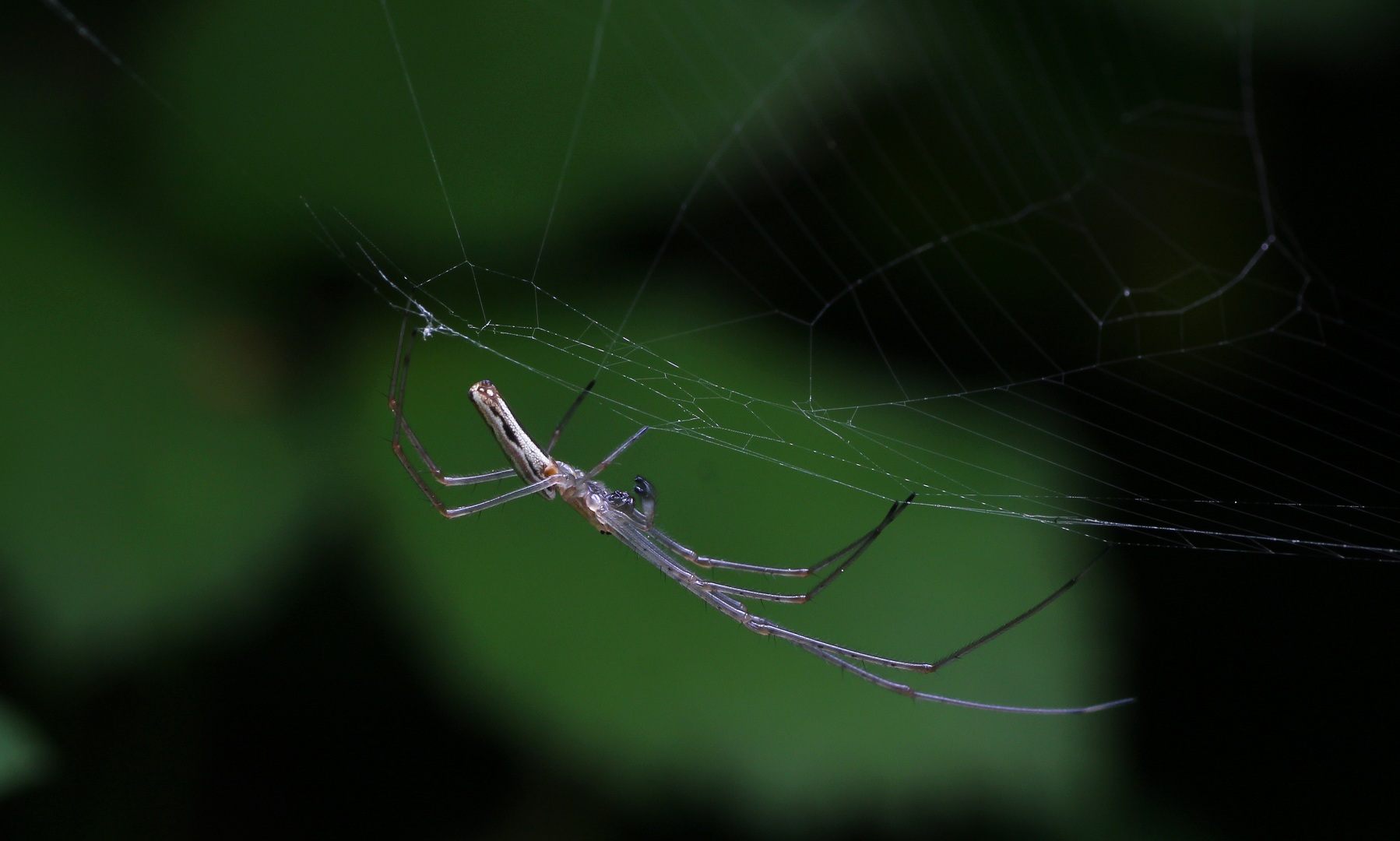 Tetragnatha sp., maschio - Bosco Quarto Gargano (FG)