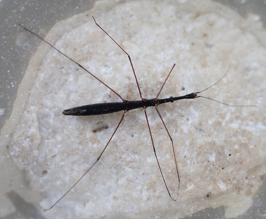 Hydrometridae: Hydrometra stagnorum