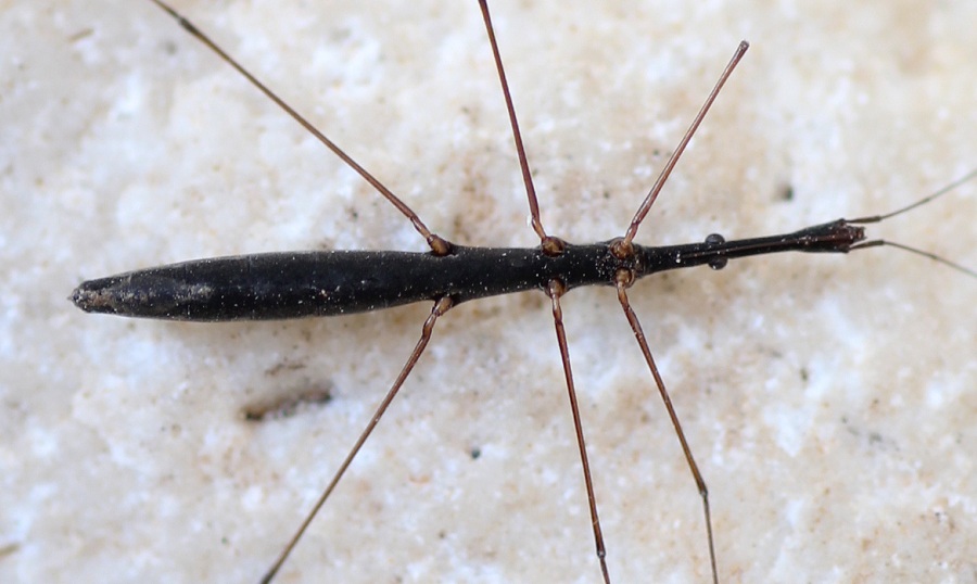 Hydrometridae: Hydrometra stagnorum