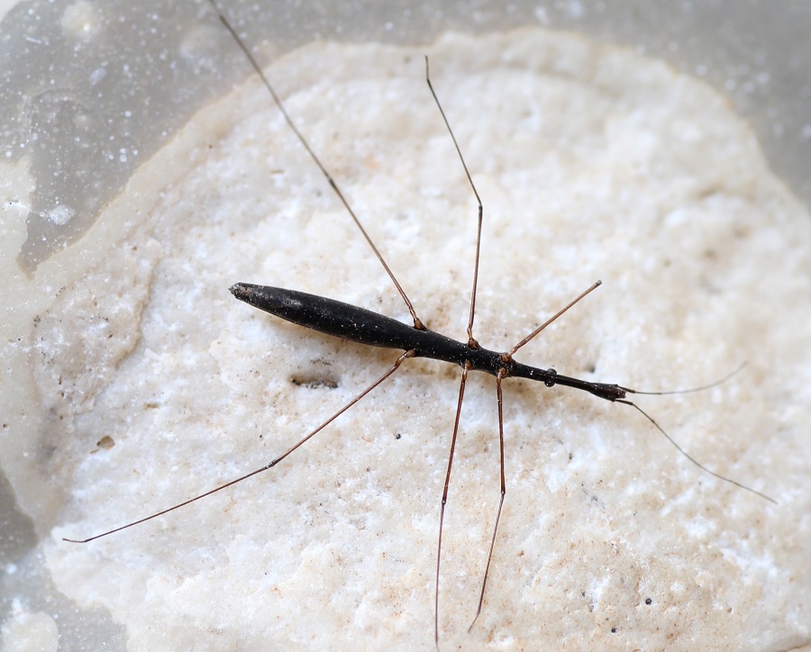 Hydrometridae: Hydrometra stagnorum