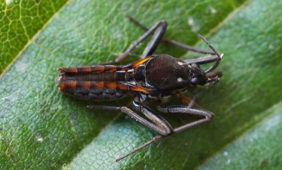 Veliidae: Velia sp.