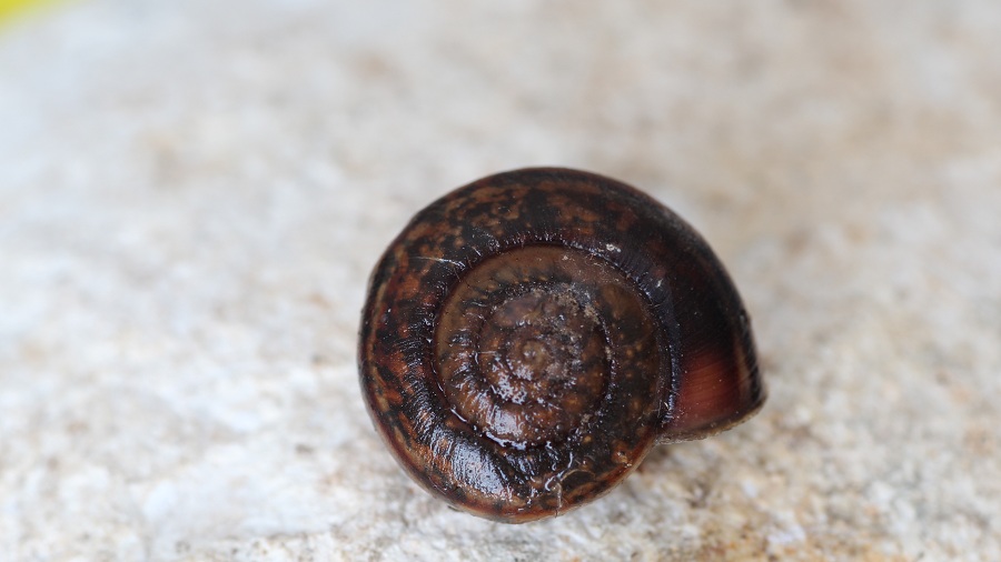 Chilostoma planospira ?