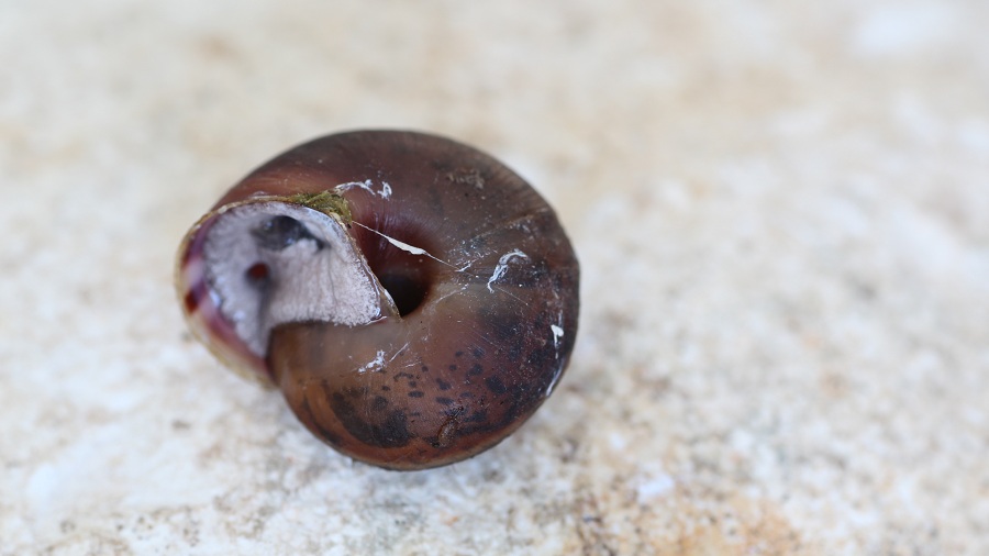 Chilostoma planospira ?
