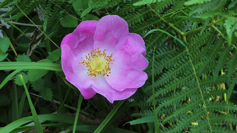 Rosa sp.