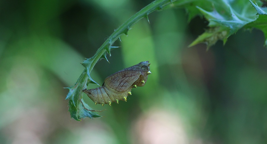 da id - Brenthis daphne, Nymphalidae