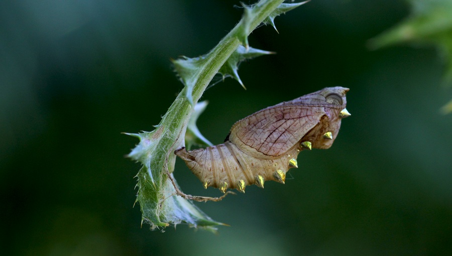 da id - Brenthis daphne, Nymphalidae