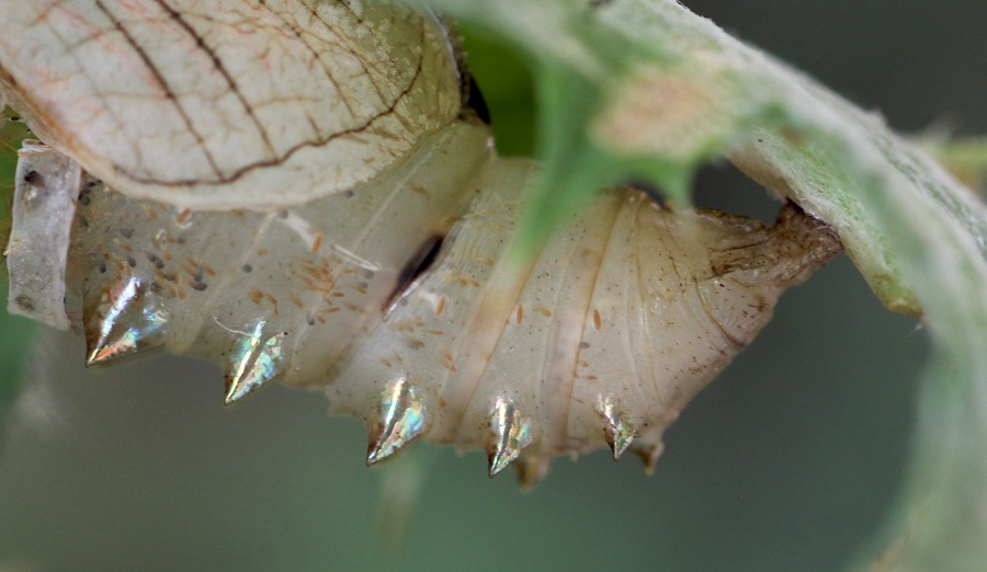 da id - Brenthis daphne, Nymphalidae