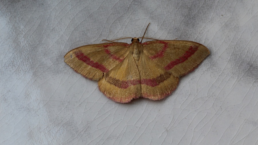 farfalla da id - Rhodostrophia calabra, Geometridae