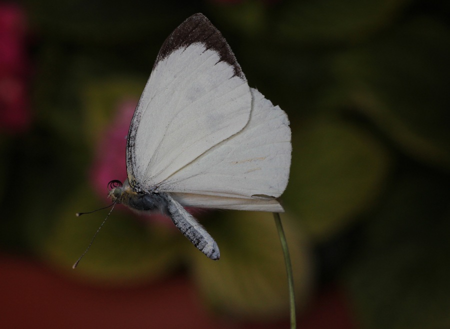 farfalla 2 da id - Pieris brassicae, Pieridae